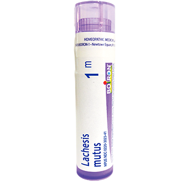 Lachesis Mutus 1m